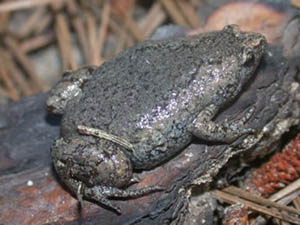 Eastern Narrow-mouth Toad