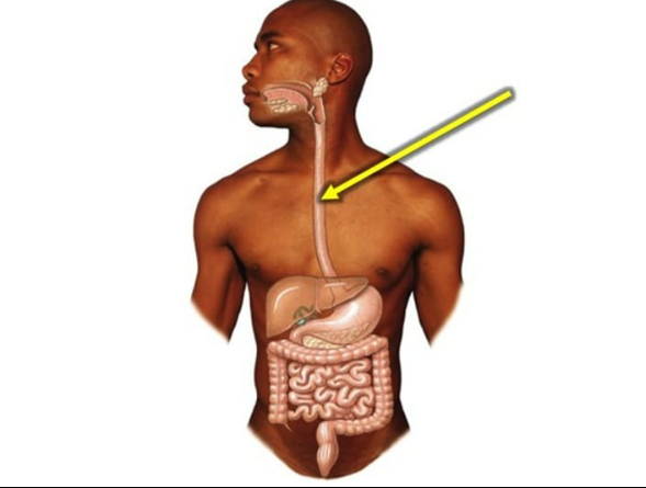 <p>to carry food, liquids, and saliva from the mouth to the stomach</p>