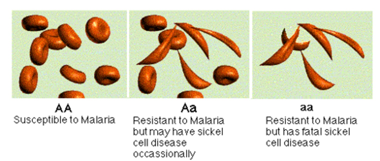<p>A condition in which 2 or more phenotypes exist in a population. Each different phenotype is favored by a different environmental factor. An example of this is sickle-cell anemia and malaria in Africa.</p>