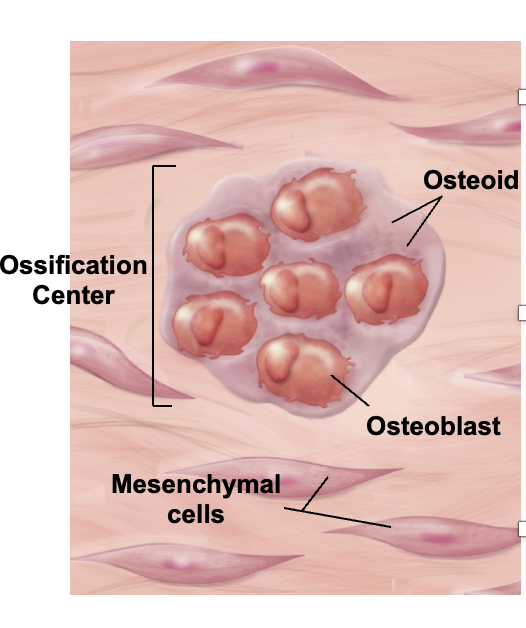<p>Ossification centers from within thickened regions of mesenchyme </p><ul><li><p>Mesenchymal cells become osteoprogenitor cells which differentiate into osteoblasts which secrete osteoid</p></li></ul><p>First step to ____</p>