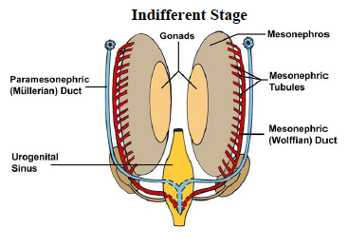 <p>Paired tubes that develop into female reproductive organs.</p>