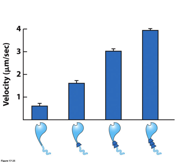<p>if the arm is longer, there will be a larger swing, moving actin faster</p>