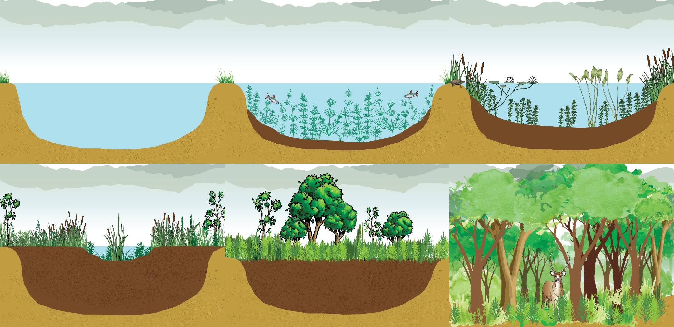 <p>Aquatic Succession</p>