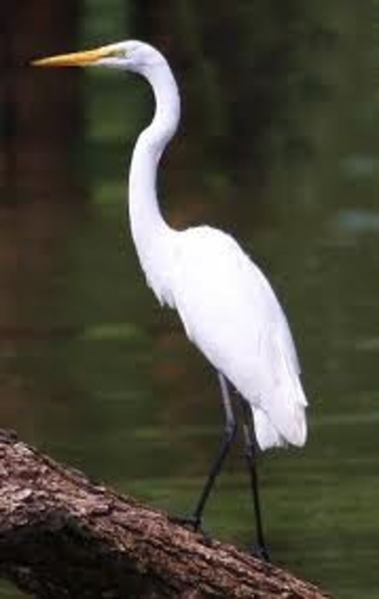 <p>Ardea alba</p>