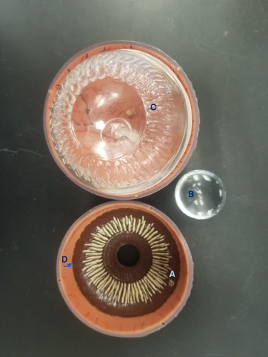 <p>Identify Structure B</p>