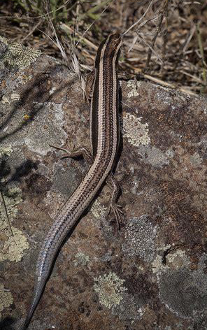 <ul><li><p>primitive population on Kern Plateau</p></li><li><p>juveniles have bright blue tail</p><ul><li><p>cause mis ID w/ Glibert’s</p></li></ul></li><li><p>believed to not lived in Sierra Nevada until found</p></li><li><p>found in pine forests & yosemite valley</p></li><li><p>southern sierran form is significantly smaller than species from coast ranges/socal</p></li></ul><p></p>