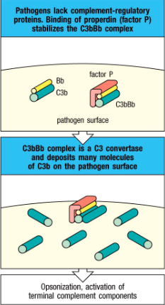 <p>Stabilized C3b</p>