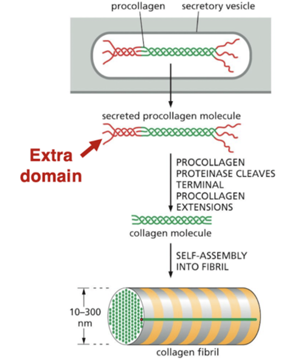<p>cells secrete collagen in a form that cannot assemble into fibrils - this "procollagen" has extra domains on the ends</p>