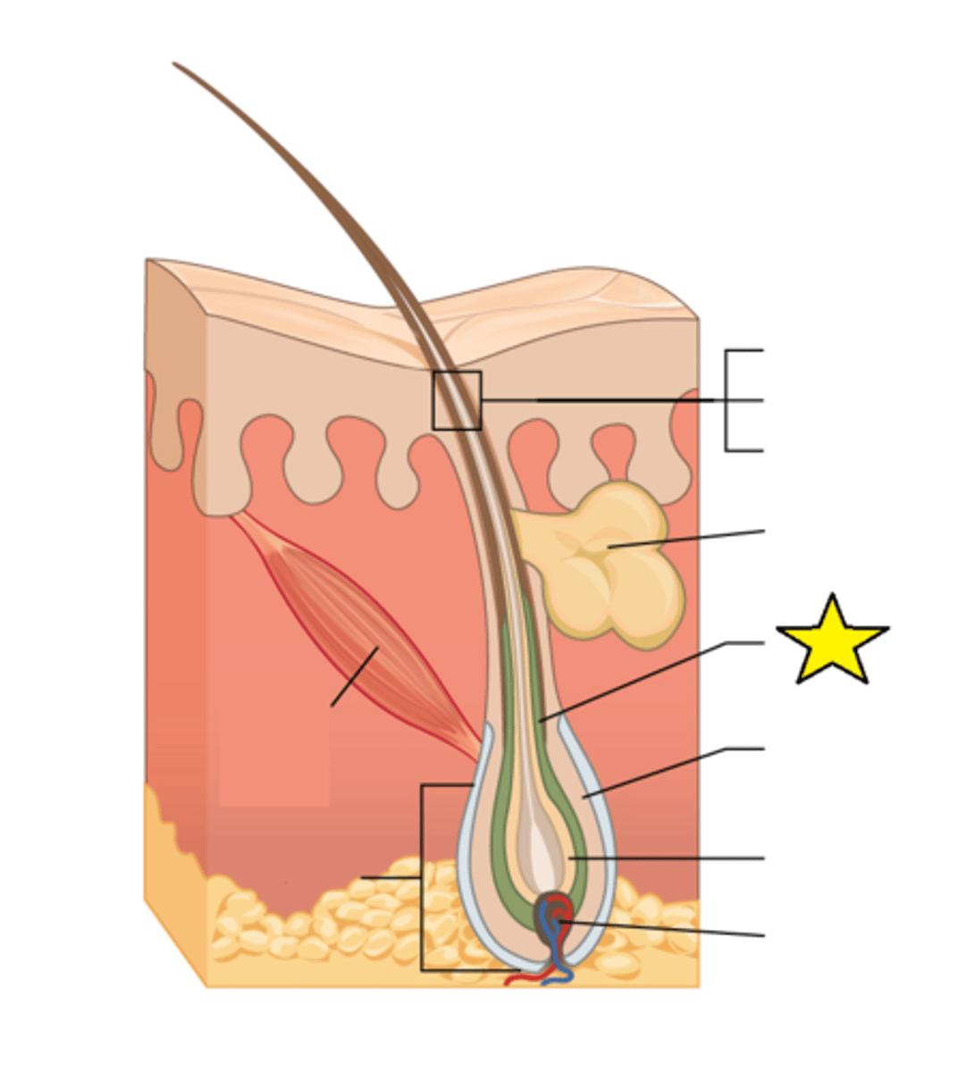 <p>Basal cells of the hair matrix in the center differentiate into cells in this region.</p>
