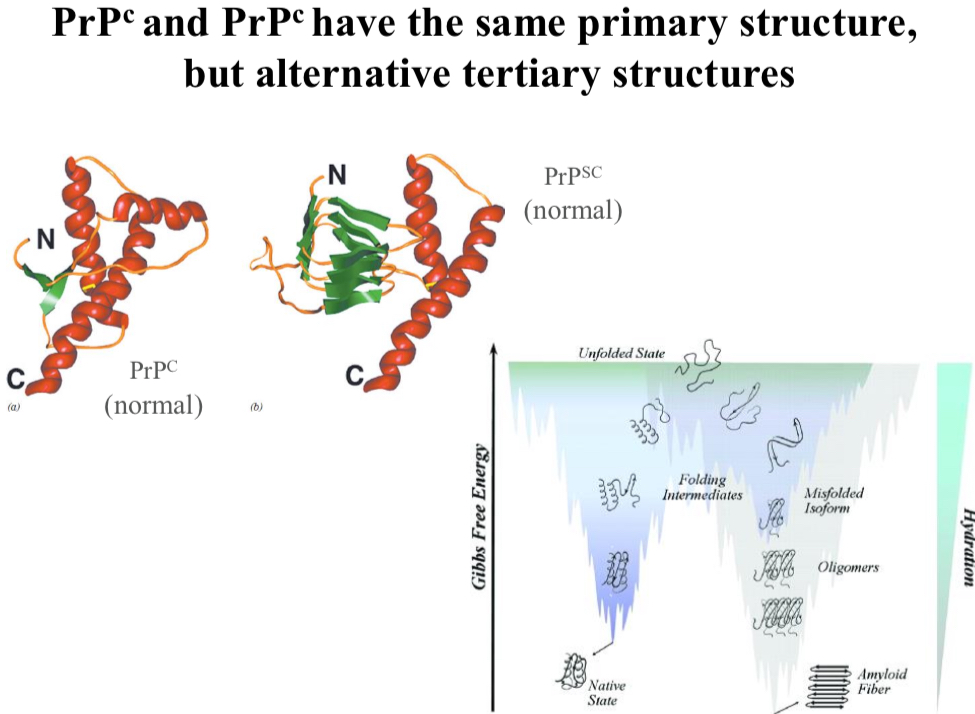 <p>PrP<sup>C</sup> and PrP<sup>SC</sup> have the same primary structure, but…</p>