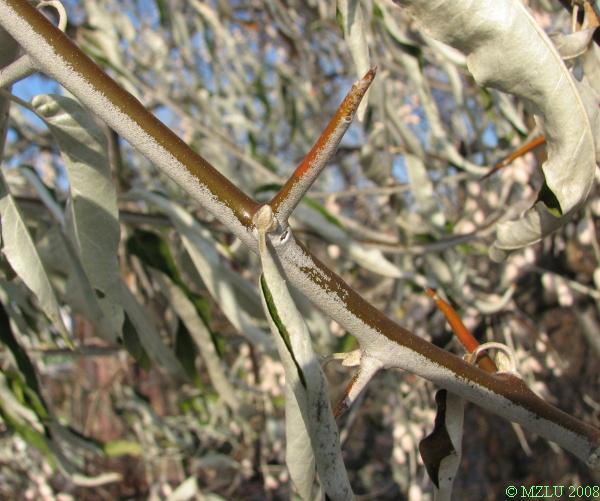 <p><span><strong><em>Elaeagnus angustifolia</em></strong></span></p><p>Pupeny <strong>střídavé</strong>, drobné, vejcovité, stříbřitě bílé.</p><p class="Norml-Skripta" style="text-align: justify">Letorosty stříbřité, krátké větvičky <strong>často kolcovitě trnité</strong>, starší větve červenohnědé.</p>