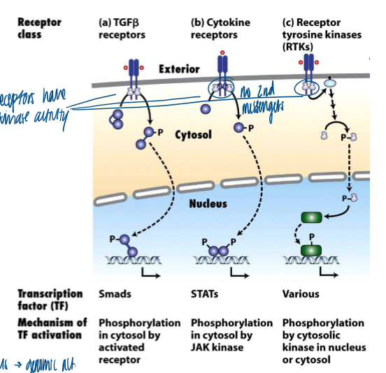<p>ligand binding → conformational change → kinase activity → change in protein phosphorylation → nucleus → genomic activation </p><ul><li><p>receptors have kinase activity </p></li><li><p>no second messengers </p></li></ul><p></p>