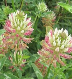 <p>annual; not adapted to wet areas; bloat rarely a problem</p>