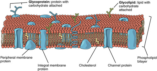 Phospholipid bilayer shown with heads facing in opposite directions 

Phospholipids with labelled hydrophilic/phosphate head and hydrophobic/hydrocarbon tail

Peripheral protein, shown as globular structure at the surface of the membrane

Integral protein shown as embedded globular structure 

Glycoprotein shown as embedded globular structure with protruding carbohydrate (shown as a branching, antenna-like structure)

Channel protein shown with a pore passing through it

Cholesterol shown in between adjacent phospholipids