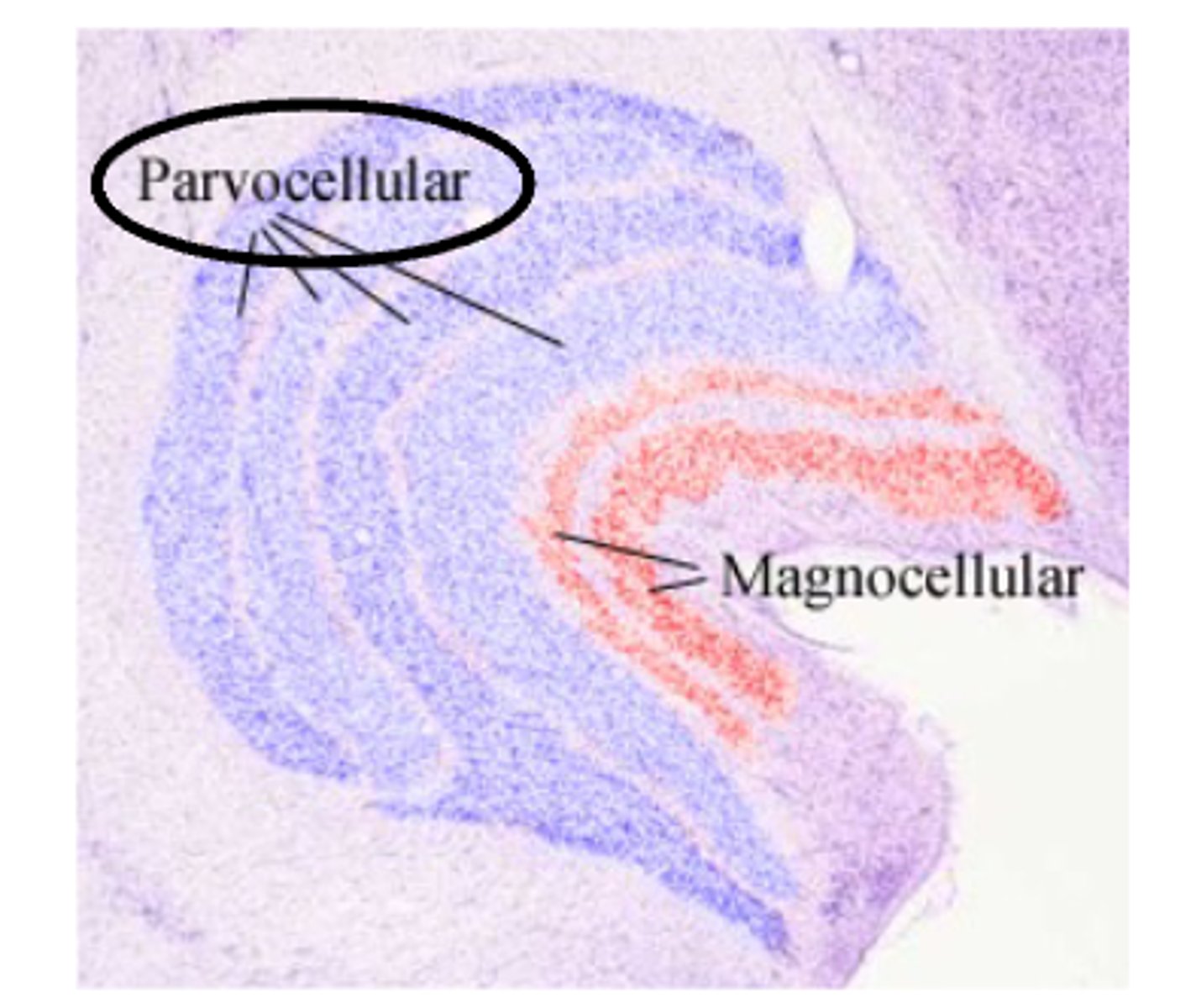 <p>input from cones, and respond to color and fine details</p>