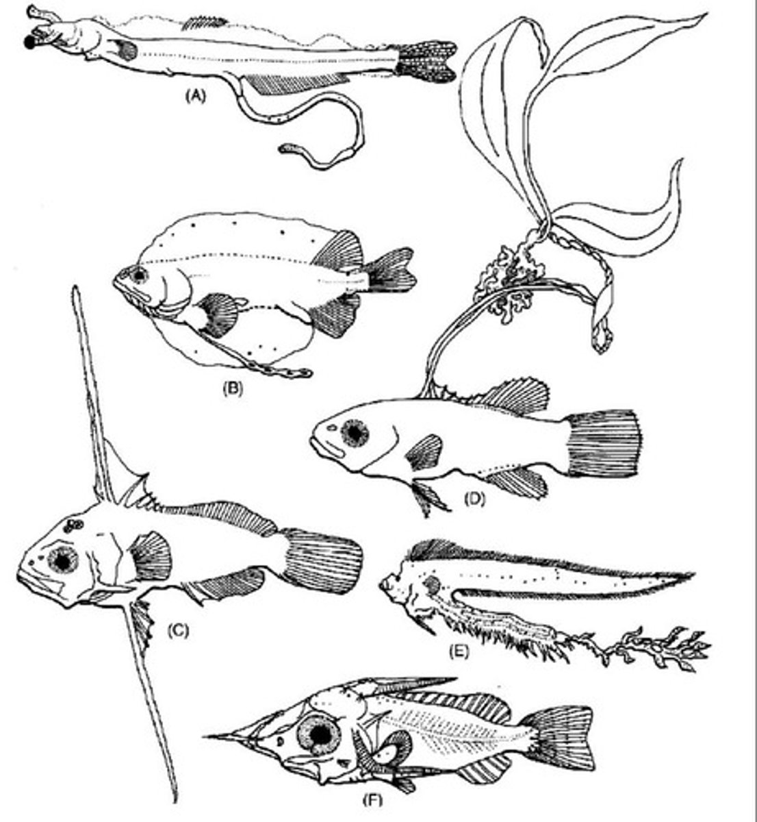 <p>Myctophid with stalked eyes, serranid with pelvic and dorsal spines, and holocentrid with head and snout spines.</p>