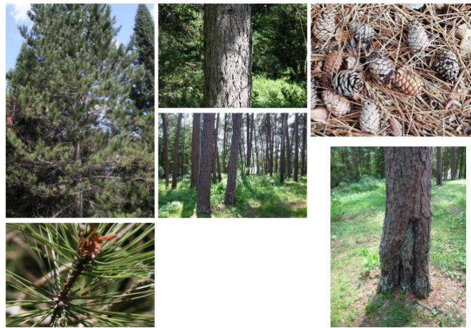 <p> <em>Pinus resinosa</em></p>