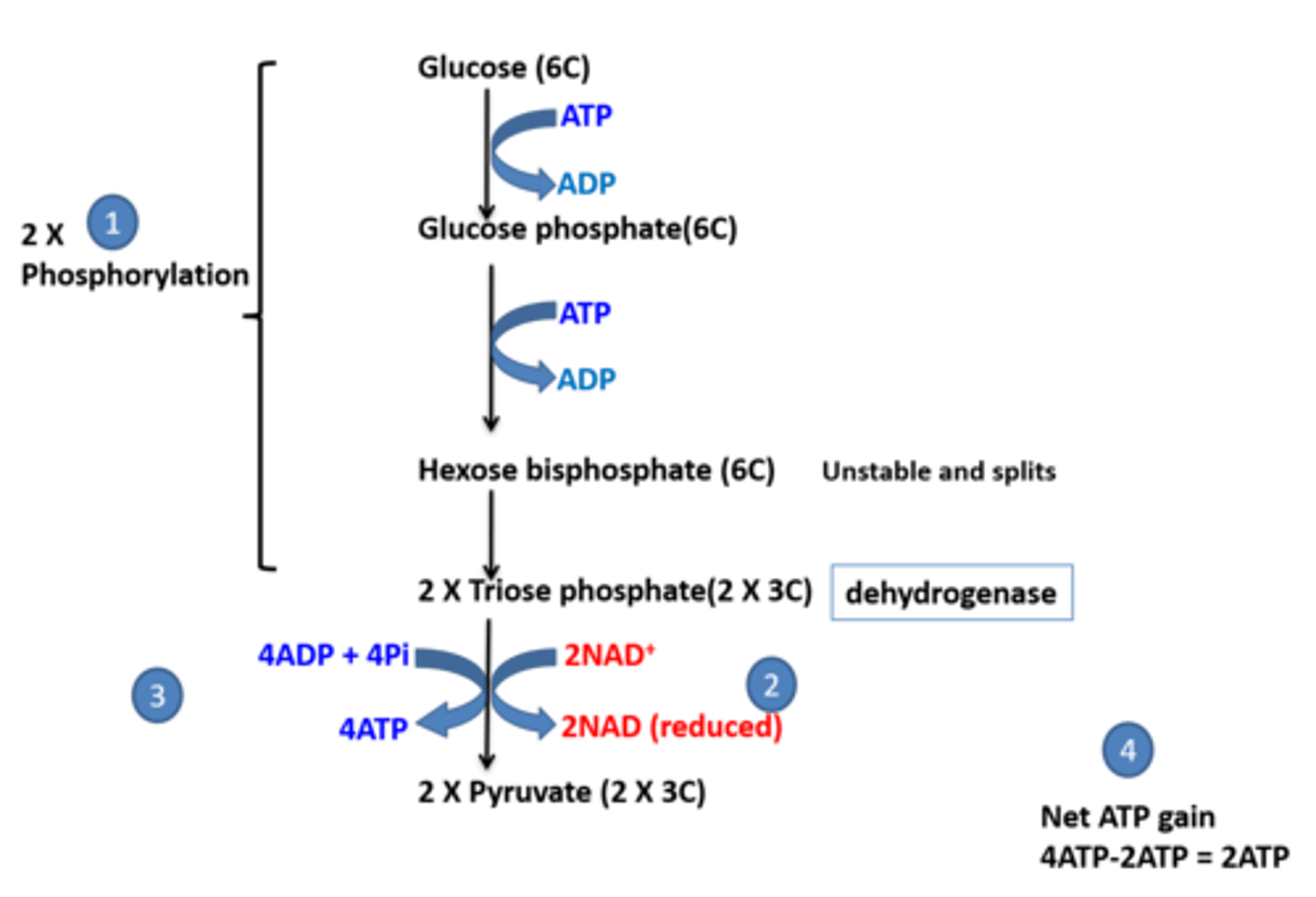 knowt flashcard image