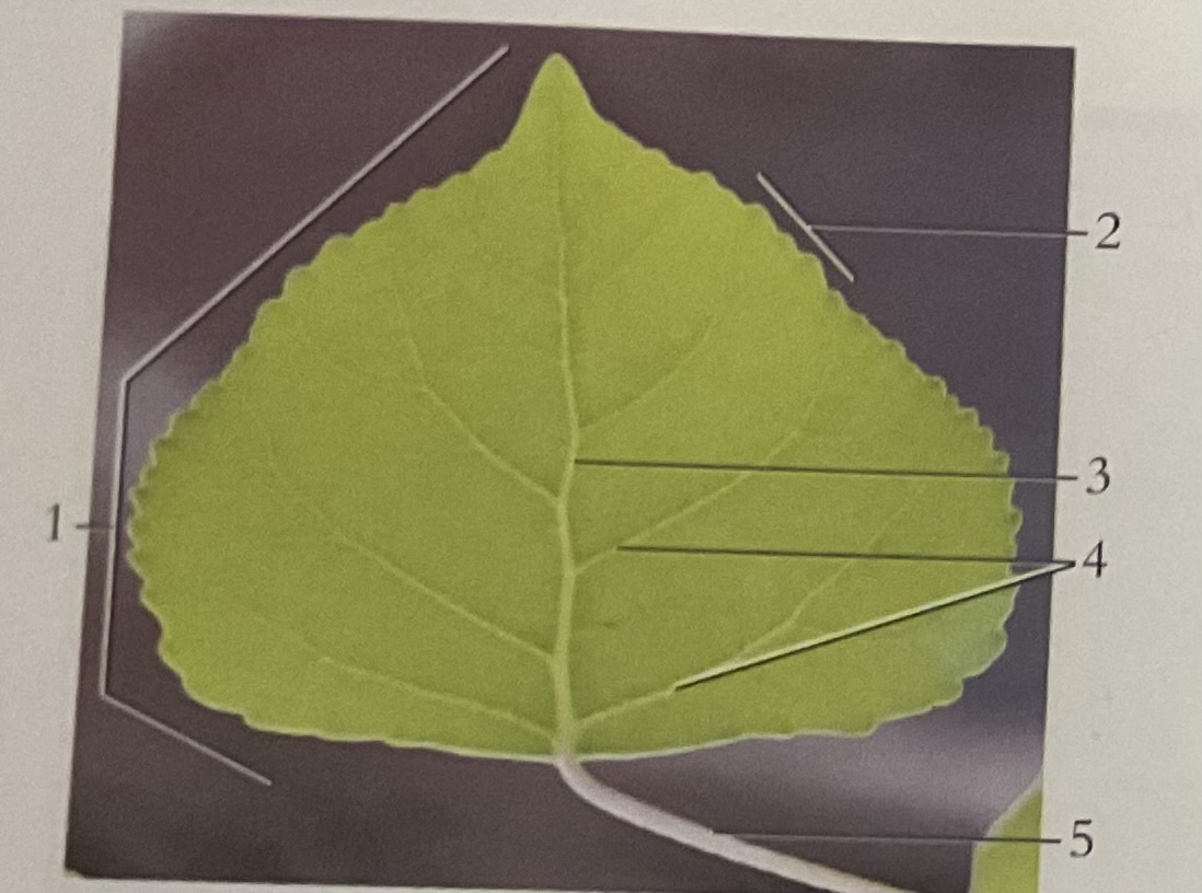 <p>What is 5</p>