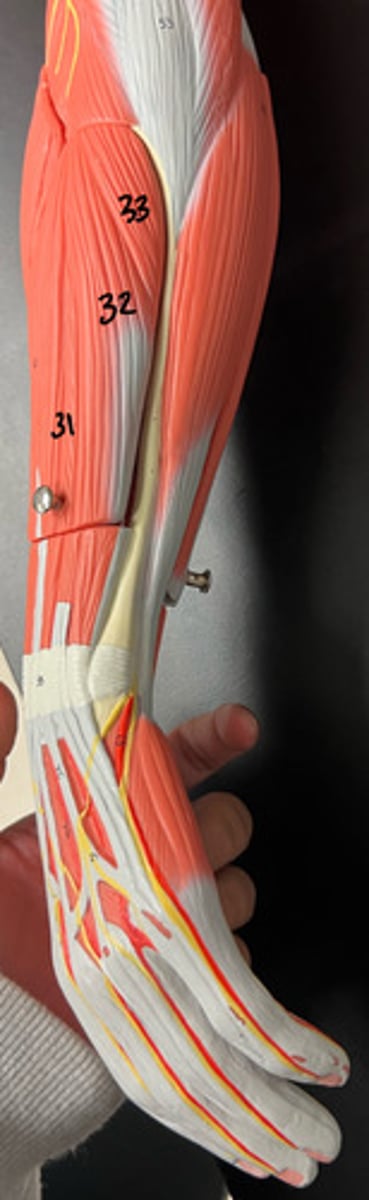 <p>what muscle is 31, what is its function and what nerve innervates it?</p>