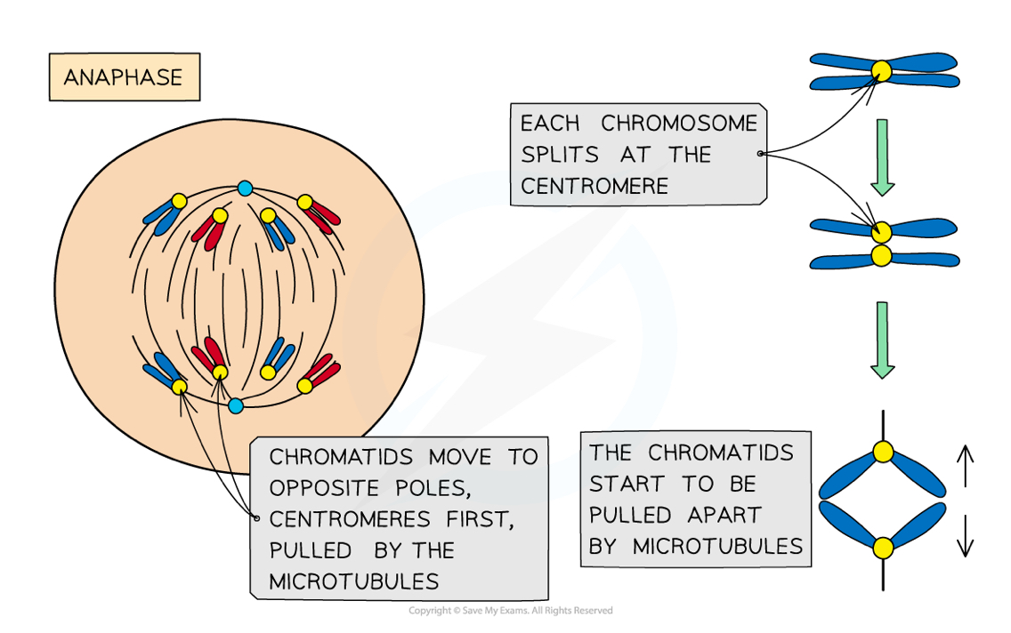<ul><li><p><strong>Spindle fibres contract</strong>, dividing each <strong>centromere</strong> in half</p></li><li><p>The chromosomes split into their two daughter <strong>chromatids</strong></p></li><li><p>The chromatids move towards the poles, so that <strong>both poles have one half of each original chromosome</strong></p></li></ul><img src="https://knowt-user-attachments.s3.amazonaws.com/4357ee08-6d05-42c6-8264-05a156625998.png" data-width="25%" data-align="left"><p></p>