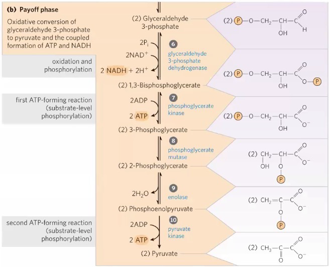 <p>Remember: Each step results in <strong>two </strong>products for every <strong>one</strong> input of <sub>D</sub>-glucose (Basically, the steps happen twice)</p><ol start="6"><li><p>GA3P + inorganic phosphate (HPO<sub>4</sub><sup>-2</sup>) makes 1,3-Bisphosphoglycerate (13-BPG) via <strong>glyceraldehyde 3-phosphate dehydrogenase (GAPDH)</strong>. A reduction reaction that uses NAD<sup>+</sup> (Converted to NADH + H<sup>+</sup>). Note: This reaction does not use ATP like the other phosphorylation reactions previously in this pathway.</p></li><li><p>12-BPG is used to phosphorilate ADP via <strong>phosphoglycerate kinase </strong>(Needs Mg<sup>2+</sup>), which creates 3-Phosphoglycerate (3PG) and ATP</p></li><li><p>3PG is converted into 2-phosphoglycerate (2PG) via<strong> phosphoglycerate mutase</strong> (Needs Mg<sup>2+</sup>)</p></li><li><p>2PG is converted to phosphoenolpyruvate (PEP) via <strong>enolase</strong> (Dehydration reaction)</p></li><li><p>PEP is used to phosphorylate ADP via<strong> pyruvate kinase</strong> (Needs Mg<sup>2+</sup> and K<sup>+</sup>), which creates pyruvate and ATP; Irreversible</p></li></ol><p></p>