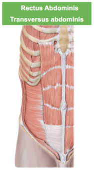 <p>Describe the Transversus Abdominis </p>
