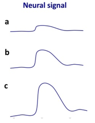 <ul><li><p><strong>sensory transducer theory:</strong> idea that transduction of the physical stimulus into the biological stimulus is basis power law</p><ul><li><p>the neural output of sensory sys must follow power law relationship w/ the stimulus</p><ul><li><p>e.g., elec shock</p><ul><li><p>neural response gets much bigger w/ intensity</p></li></ul></li></ul></li></ul></li></ul>