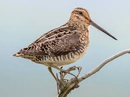 <p>What bird is this?</p>
