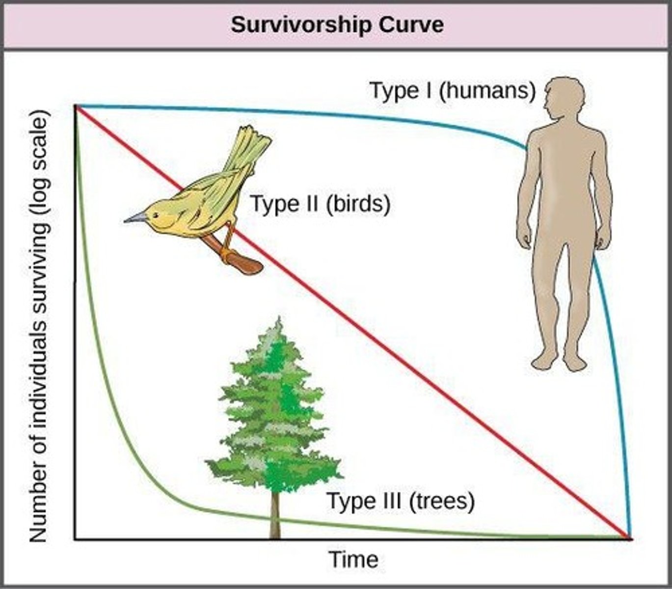 <p>Type I survivorship curves show high survivorship early in life due to high parental care, with a rapid decrease in survivorship in late life.</p>