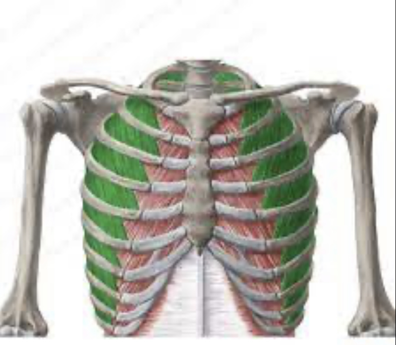 <p>Identify the highlighted muscle</p>