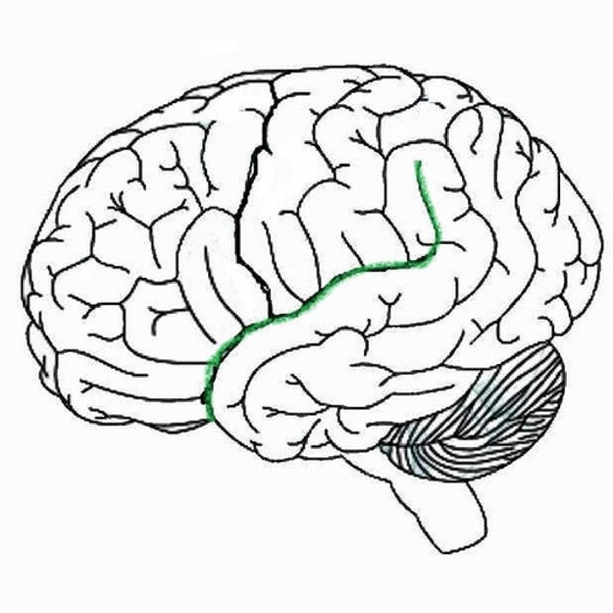 <p>divides the temporal lobe from the frontal and anterior parietal lobes</p>