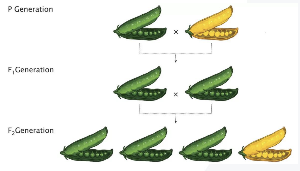 <p>He studied 7 traits in peas</p><p>He noted that some traits appeared to be dominant over others, which were recessive </p><p>Only these dominant traits would be visible in the next generation</p><p>However, if these plants were crossed with each other, some of the offspring would regain the recessive trait </p><p>He also noted that the traits segregated with very specific ratios</p>