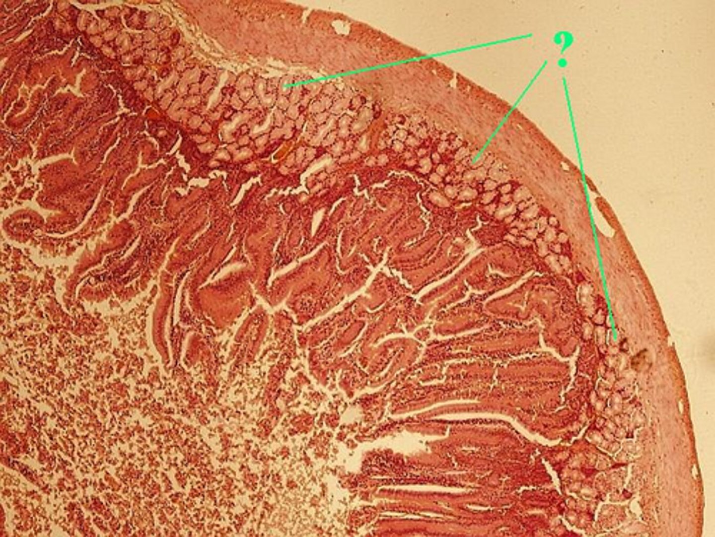 <p>Identify the indicated structures in the duodenum.</p>