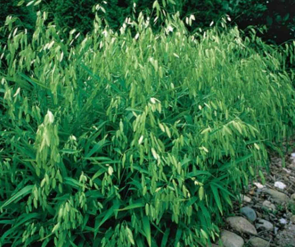 <p><span>Chasmanthium latifolium</span></p><p><span>Northern Sea Oats</span></p>