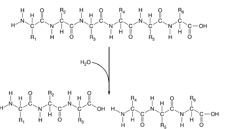 <p>Polypeptides are continuously being formed and degraded. One of these processes is shown.</p><p>Figure 1. Polypeptide reaction</p><p>Which statement is the most accurate description of the reaction shown in Figure 1?</p>