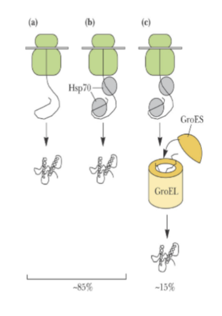 <p>for small proteins, happens naturally as exit the ribosome</p><ul><li><p>for larger proteins- need help from chaperones</p></li></ul><ol><li><p>Chaperone-independent folding. The protein folds as it is synthesized on the ribosome (green)</p></li><li><p>Hsp70-assisted protein folding. Hsp70 (gray) binds to nascent polypeptide chains as they are synthesized and assists their folding.</p></li><li><p>Folding assisted by Hsp70 and chaperonin complexes</p></li></ol><p></p>