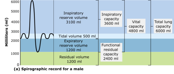 <p>According to this spirographic record, what is the total volume of exchangeable air for a normal male?</p><p>2400 milliliters</p><p>3600 milliliters</p><p>4800 milliliters</p><p>6000 milliliters</p>