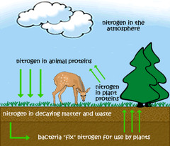 The transfer of nitrogen from the atmosphere to the soil, to living organisms, and back to the atmosphere