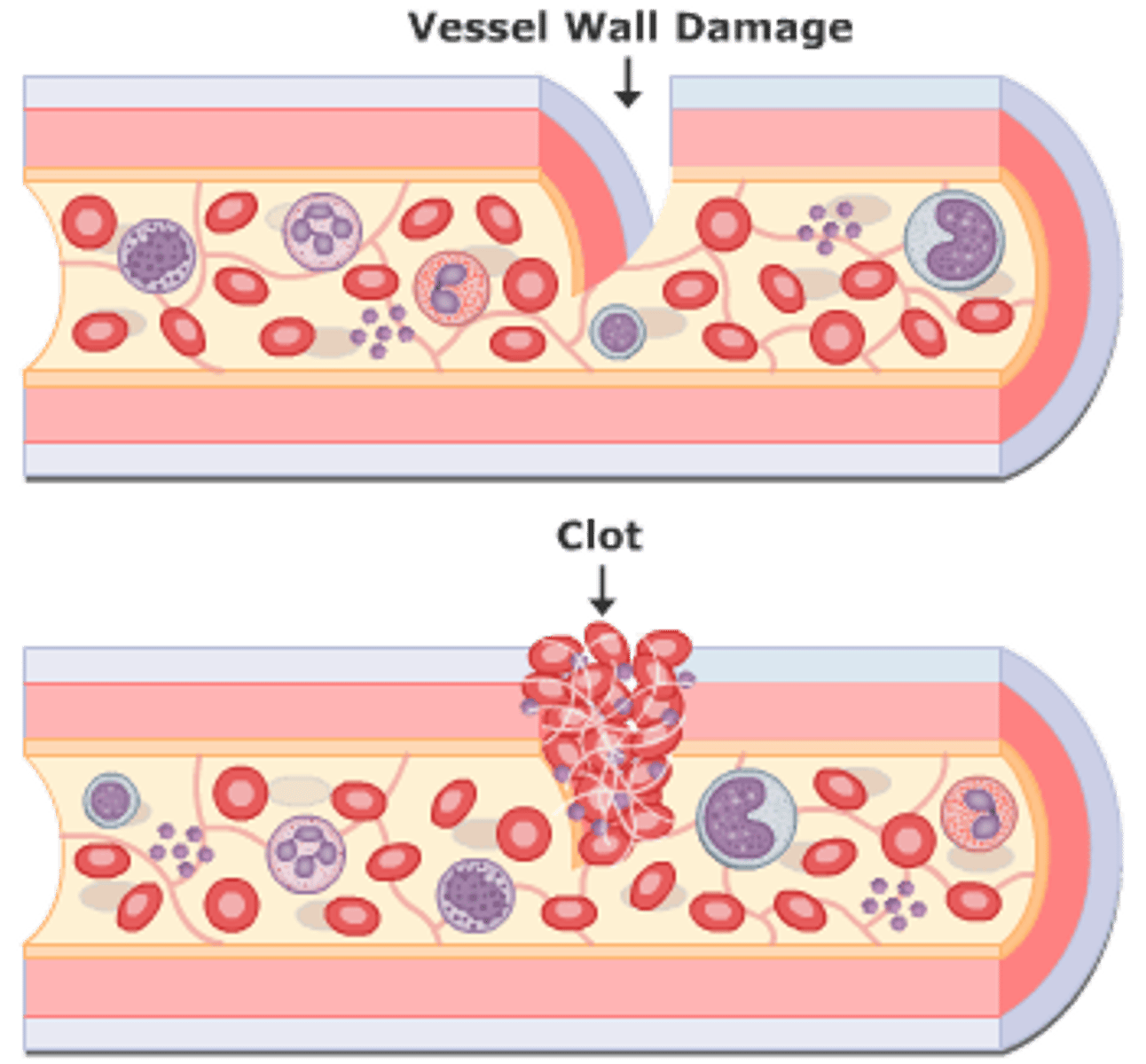 <p>cessation of bleeding when a blood vessel is damaged</p>