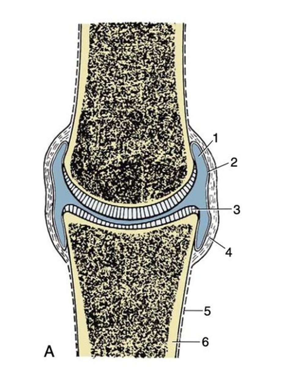 <p>Highly mobile joints with specialized structures.</p>