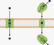 <p>Take up excess neurotransmitters from synapse</p>