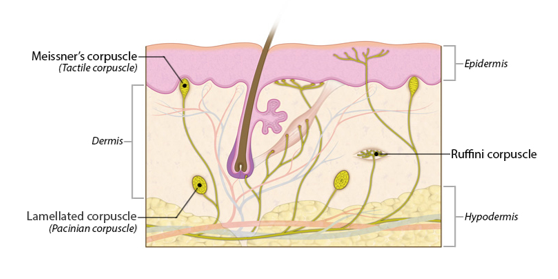 <p>-reticular layer among collagen bundles -pressure and skin distortion</p>