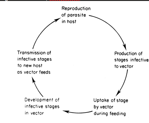 <p>species in which larval, juvenile or non sexual stages develop is the intermediate host </p><p>where one transmits the parasite directly to another ins known as a vector</p><p>plasmodium (malaria) , wuchereria (elenphantitis) </p>