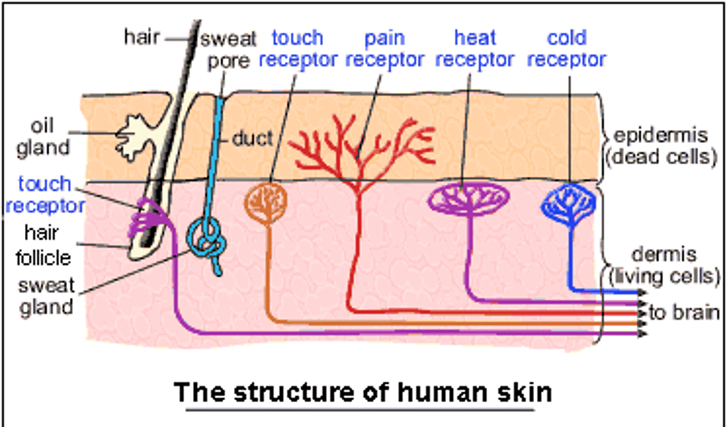 <p>respond to changes in temperature</p>