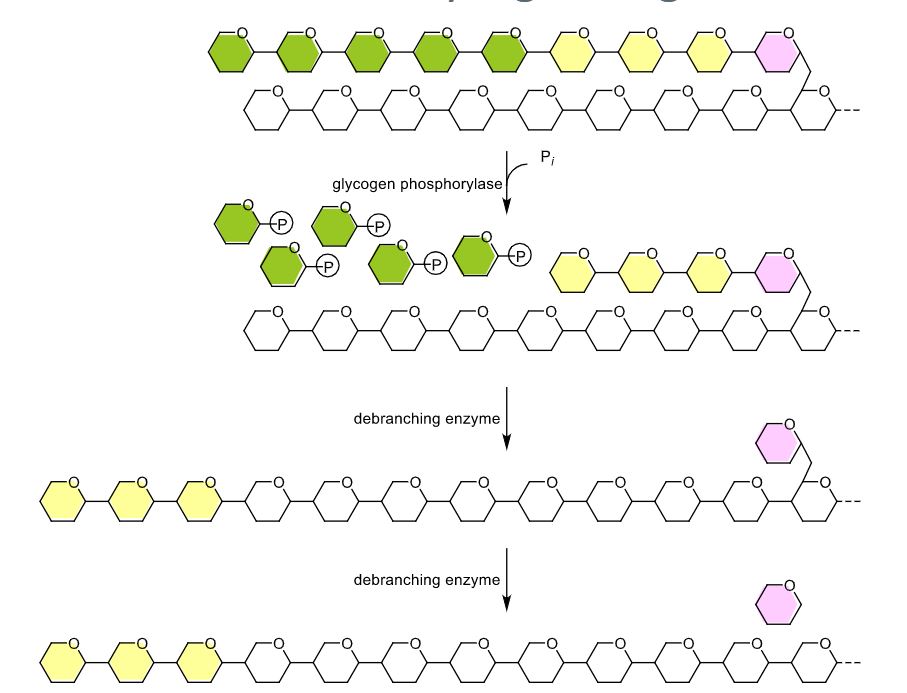 <ul><li><p>debrancing enzyme transfers most of the glucoses to another branch (yellow ones in the picture)</p></li><li><p>this leaves one glucose (the pinkn one) on the branch so it is easily taken off/hydrolyzed</p></li></ul>