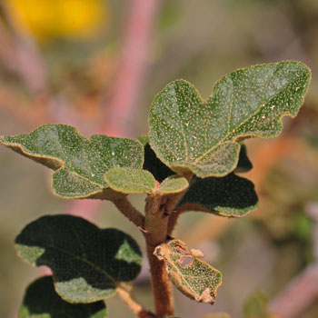 <p>Green above; lighter beneath, leaf thick or leathery, alternate, evergreen, usually palmately compound with three rounded lobes, covered with fuzzy stellate hairs</p>