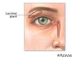 <p>Exocrine glands located above the outer corner of each eye, produces and secretes tears onto the eye</p>