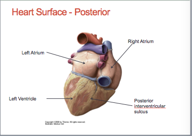 posterior surface of heart