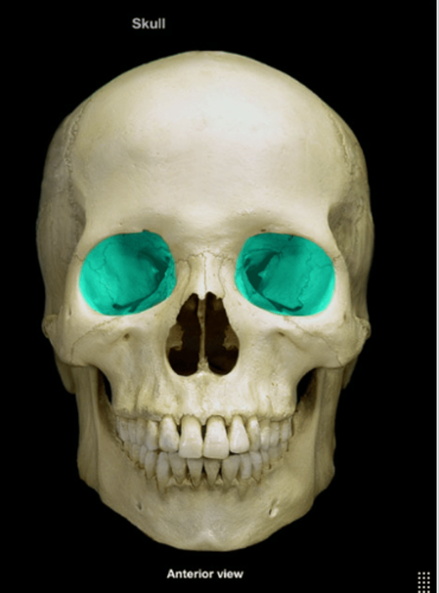 <p>Bony cavity containing the eyeball.</p>